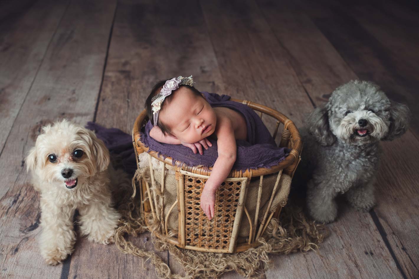 Newborn photography baby sleeping a basket with 2 cute dogs beside her